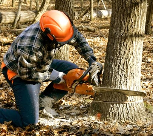 Tree Removal in Dublin, GA